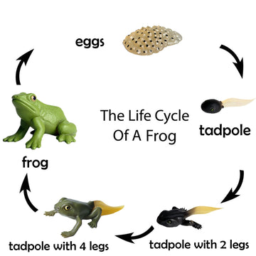 Gemini&Genius Life Cycle Of Frog Figurines, Bulk Insect Growth Diary Action Figures, Super Fun For Learning Gifts, Party Favors, Treasure Box Prizes, Goodie Bag Fillers, Family Fun