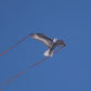 X Kites Birdsofprey® Eagle Nylon Bird Kite, 49 Inches Wide