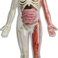 SmartLab Toys Squishy Human Body with 21 Removable Body Parts with Anatomy Book