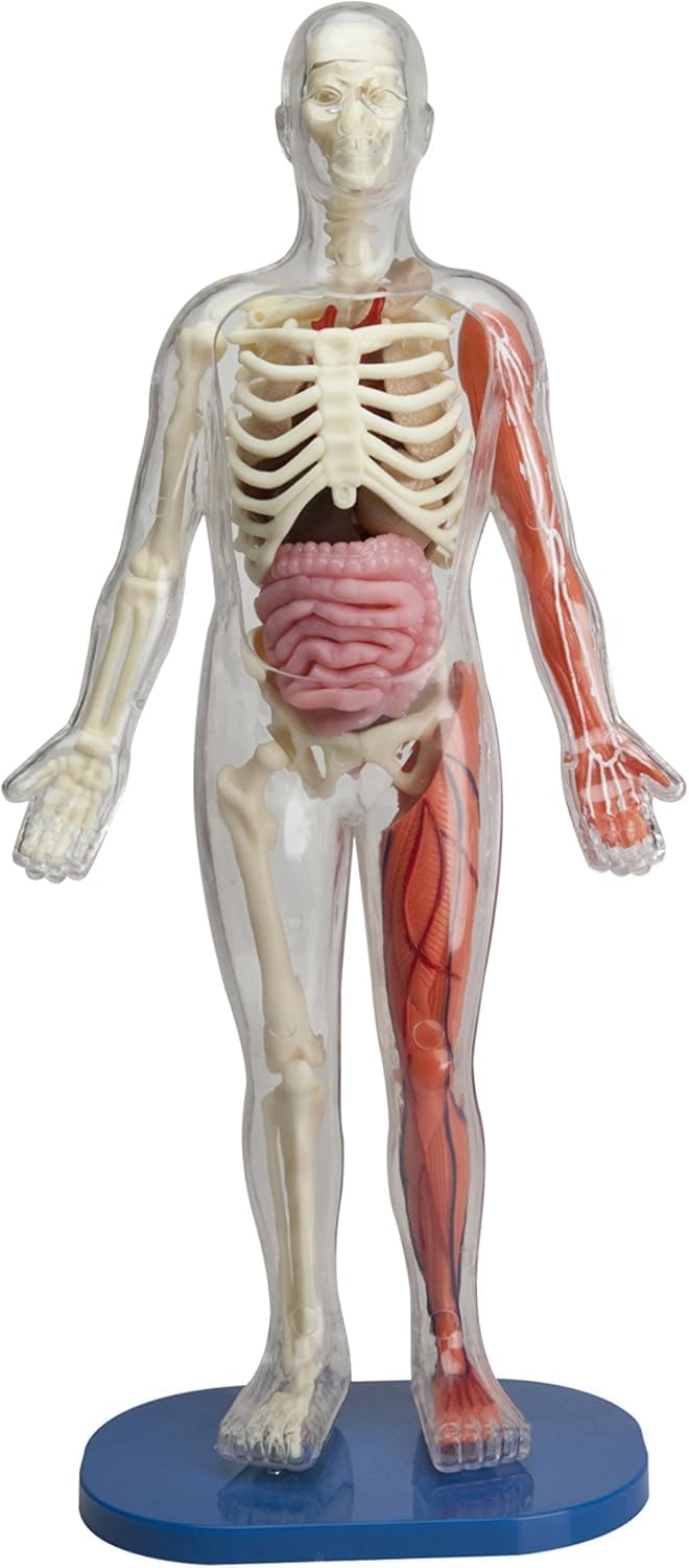 Smartlab Body SMARTLAB Human Body Model Kit - 12” Plastic Anatomy with Organs, 29 ...
