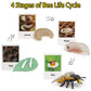 Montessori Life Cycle Animal Figures With Flash Cards, Realistic Animal Figurines Toy, And Educational Matching Game For Kids (P