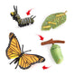 Butterfly Growth Cycle, Animal Growth Cycle Biological Model, Growth Stage Lifelike Butterfly Life Cycle Model Set For Kids Educ