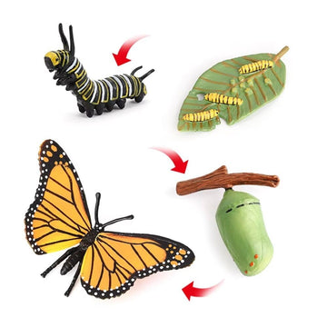 Butterfly Growth Cycle, Animal Growth Cycle Biological Model, Growth Stage Lifelike Butterfly Life Cycle Model Set For Kids Educ