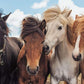 Ravensburger Horse Love Puzzle for Children, 2 x 24 Pieces, Cardboard, 26 x 18 cm, Yellow, Model 05148