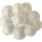 Tumbler Home White Sand Dollars 2 to 2.25 Set of 12 - Wedding Seashell Craft Sand Dollars- Hand Picked and Professionally Packed