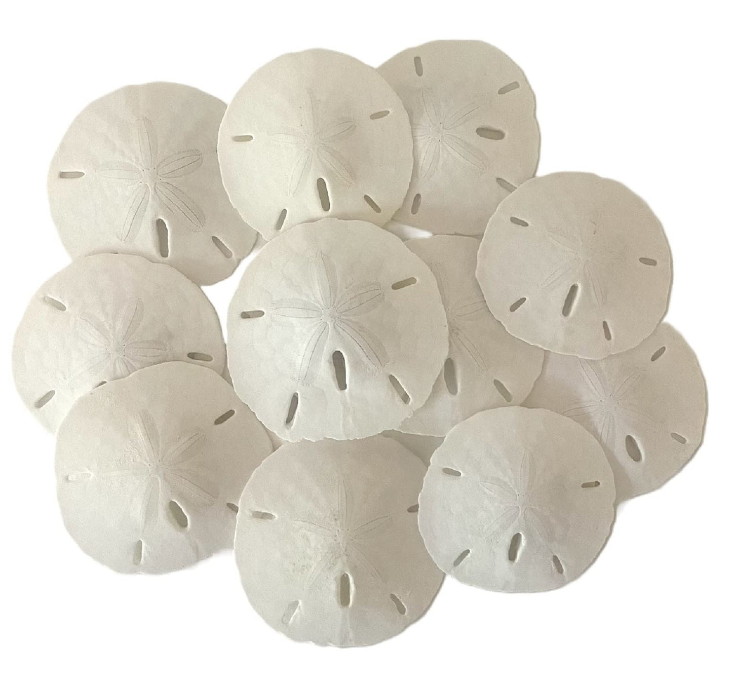 Tumbler Home White Sand Dollars 2 to 2.25 Set of 12 - Wedding Seashell Craft Sand Dollars- Hand Picked and Professionally Packed