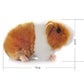 Bestlee Cute Guinea Pig Plush 7 Inch (Yellow+White)