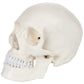 Axis Scientific Human Skull Model for Anatomy Life Size  3-Part Anatomy Skull Includes Skull Cap with External and Interior Structures  Includes Detailed Product Manual  Skull for Anatomy