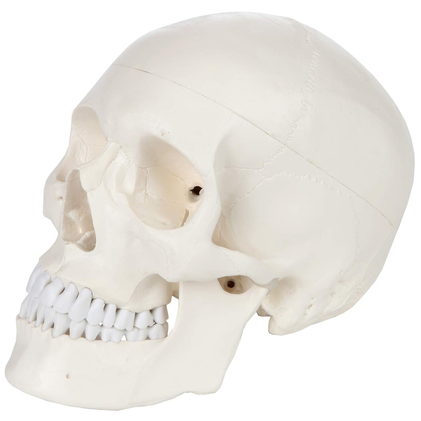 Axis Scientific Human Skull Model for Anatomy Life Size  3-Part Anatomy Skull Includes Skull Cap with External and Interior Structures  Includes Detailed Product Manual  Skull for Anatomy
