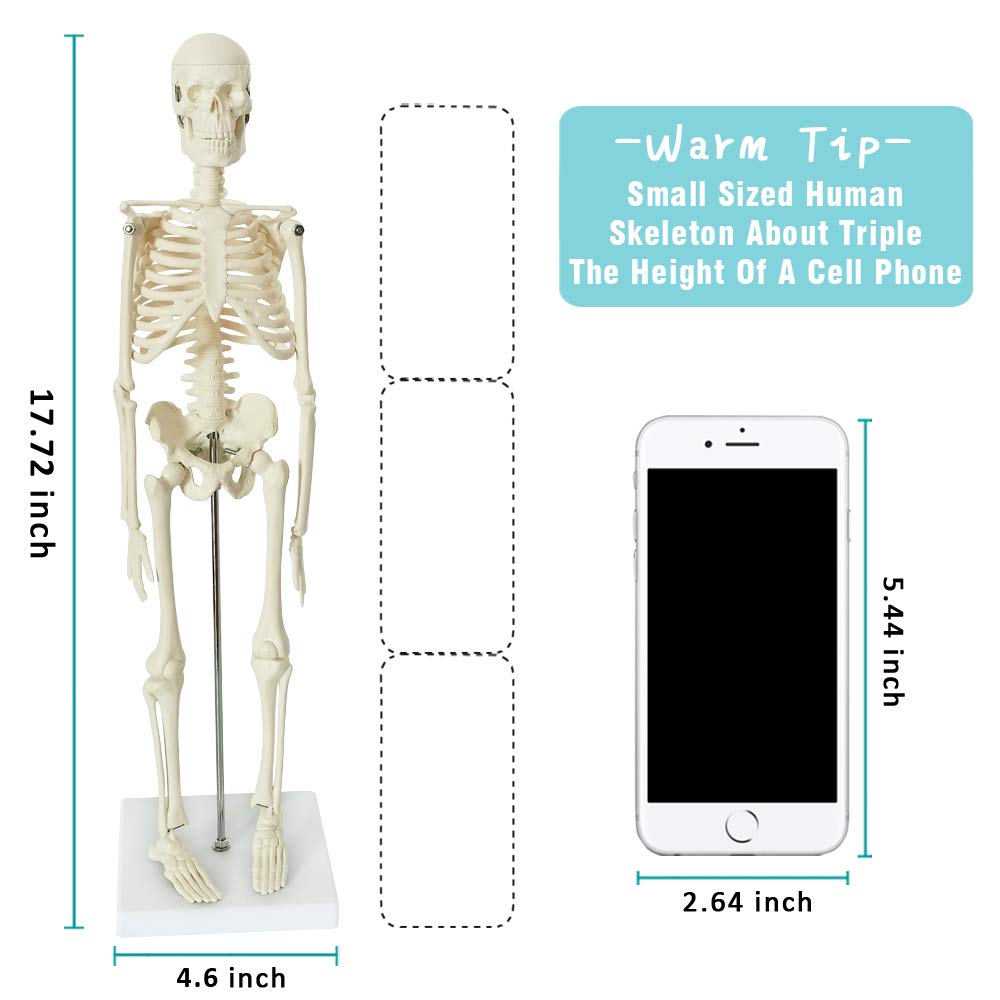Evotech Mini Human Skeleton Model For Anatomy, 17.7'' Full Body Human Skeleton Model With Movable Arms And Legs On Plastic Base For Medical Teaching Learning, Kids Learning Education Display Tool