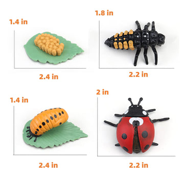 Montessori Life Cycle Animal Figures With Flash Cards, Realistic Animal Figurines Toy, Animal Match Set With Butterfly Frog Ladybug, Educational Matching Game For 3+ Year Old Toddlers Kids (Ladybug)