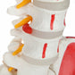 Cranstein A-311 Spine Model with Pelvis and Thigh Stockings Painted Colourful Anatomy Model as Learning Model or Teaching Aid