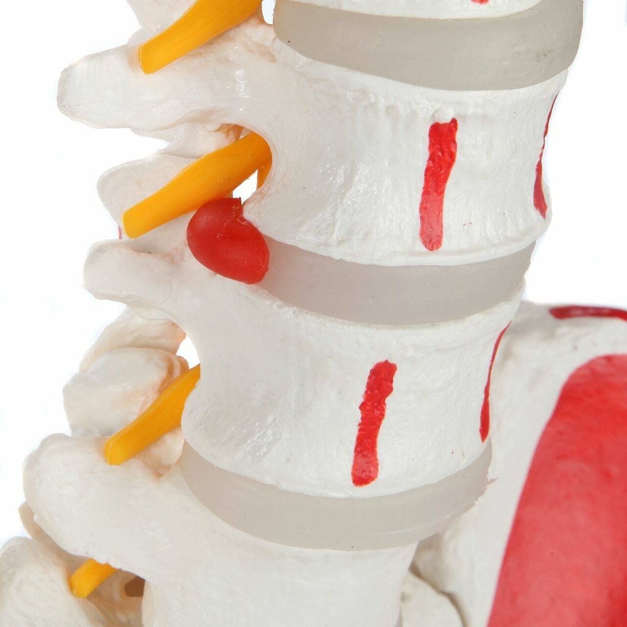 Cranstein A-311 Spine Model with Pelvis and Thigh Stockings Painted Colourful Anatomy Model as Learning Model or Teaching Aid