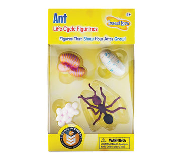 Ant Life Cycle Toy - 4 Piece Set Shows Life Cycle Of An Ant