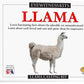 Eyewitness Kits Perfect Cast Llama Cast, Paint, Display And Learn Craft Kit
