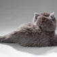 Cat, Persian Gray, 12 Inches, 30Cm, Plush Toy, Soft Toy, Stuffed Animal 3433