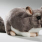 Chinchilla 8.5 Inches, 12 Inches With Tail, 23Cm, Plush Toy, Soft Toy, Stuffed Animal 3040