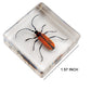Insect Specimen Set, Bugs Collection Scientific Education Gift For Kids Aged 3-8-12 (Millipede, Centipede, Dragonfly Larvae, Tea