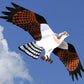 Jackite Osprey Kite