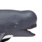 Safari Pilot Whale