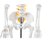 Axis Scientific Mini Human Skeleton Model, 31" Tall, Bone White, Metal Stand, Removable Arms & Legs, A-105168