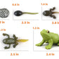 Montessori Frog Life Cycle With Flash Cards, Plastic Insects Tadpole To Frog Kit Toy, Realistic Animal Figurines (Frog)