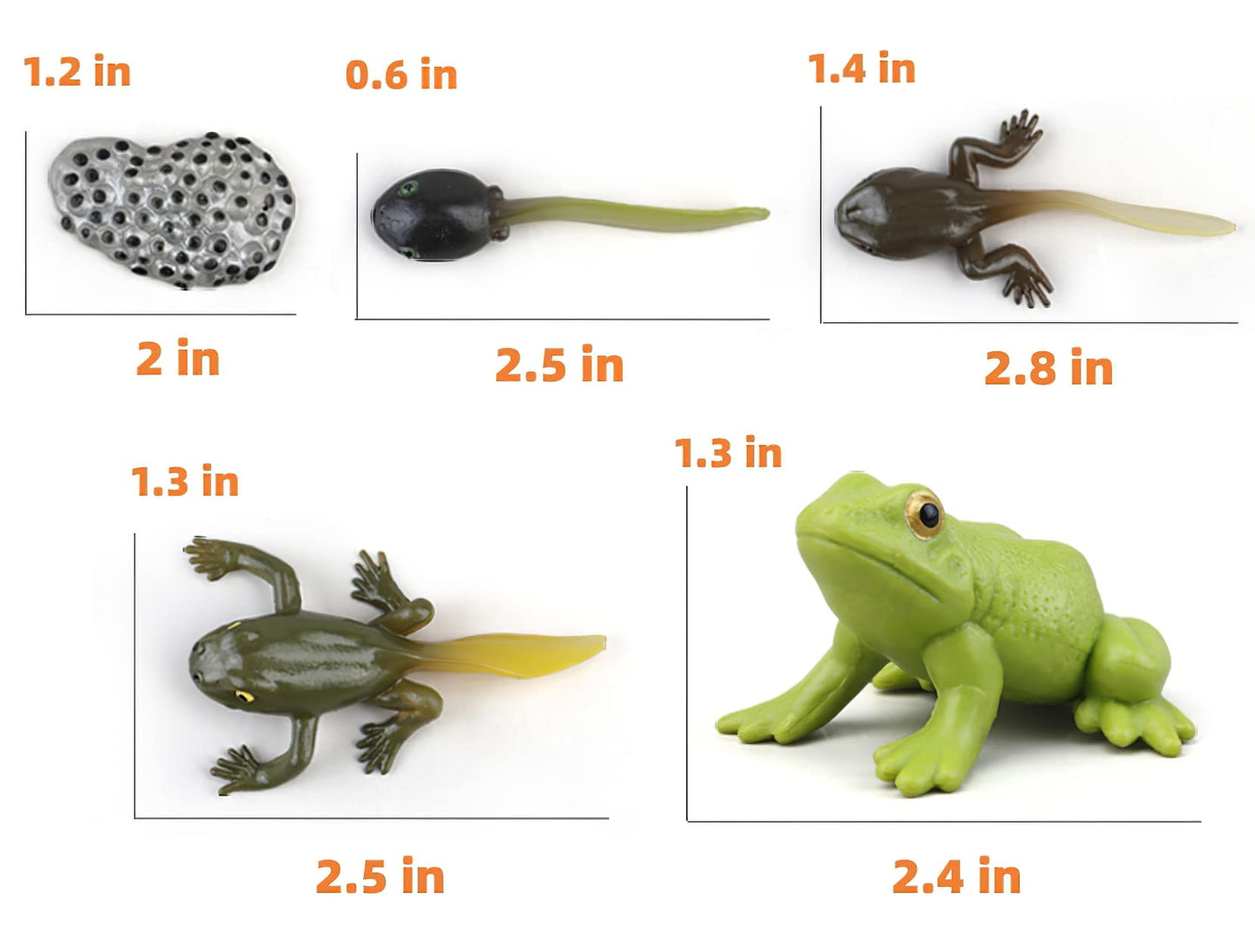 Montessori Frog Life Cycle With Flash Cards, Plastic Insects Tadpole To Frog Kit Toy, Realistic Animal Figurines (Frog)