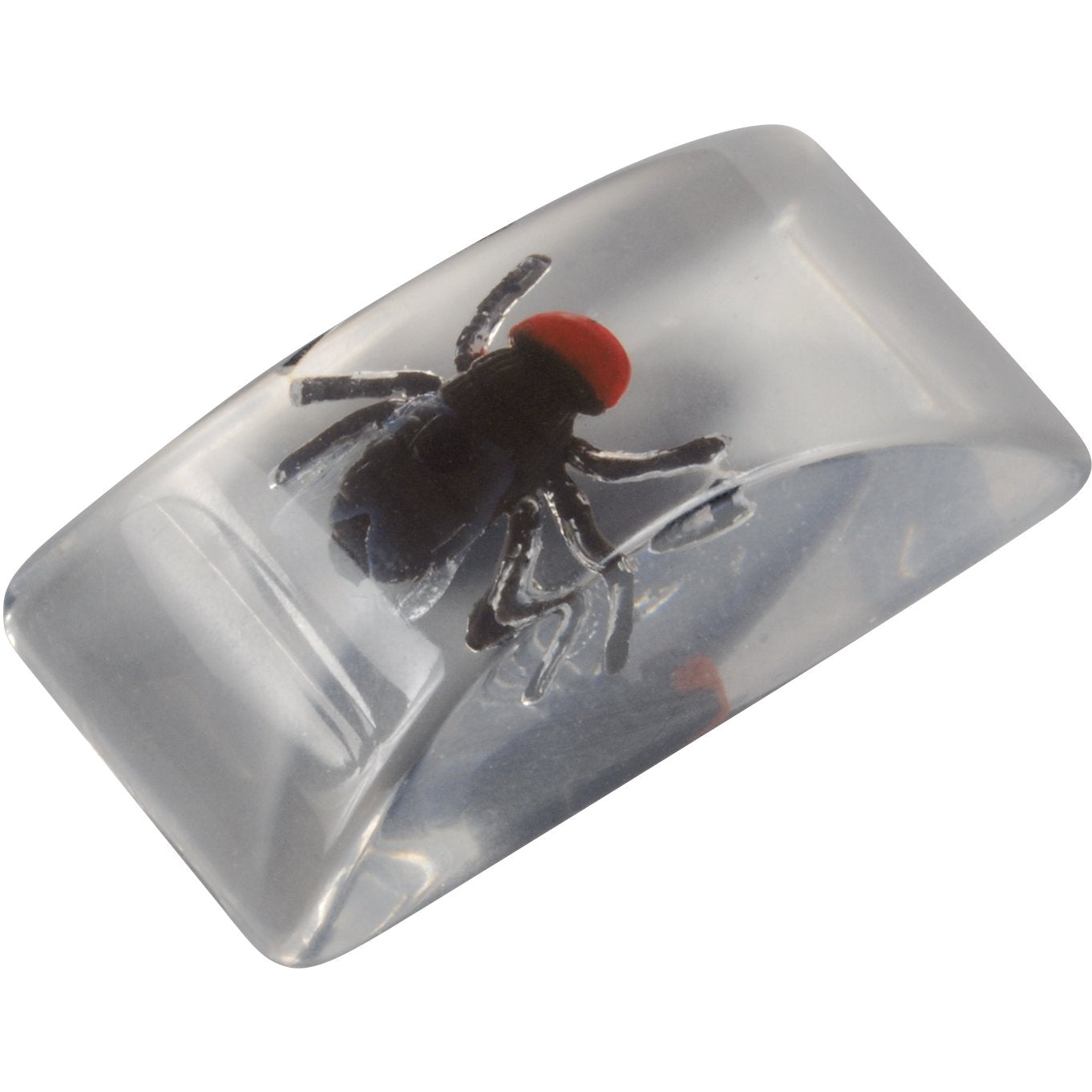 Loftus Bar Bug In Ice Cube