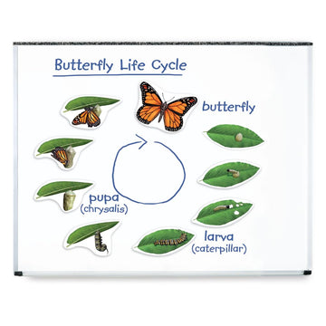 Learning Resources Butterfly Life Cycle, 9 Write And Wipe Pieces, Classroom Accessories, Teaching Aids
