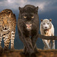 Big Cats