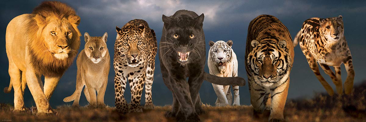 Big Cats