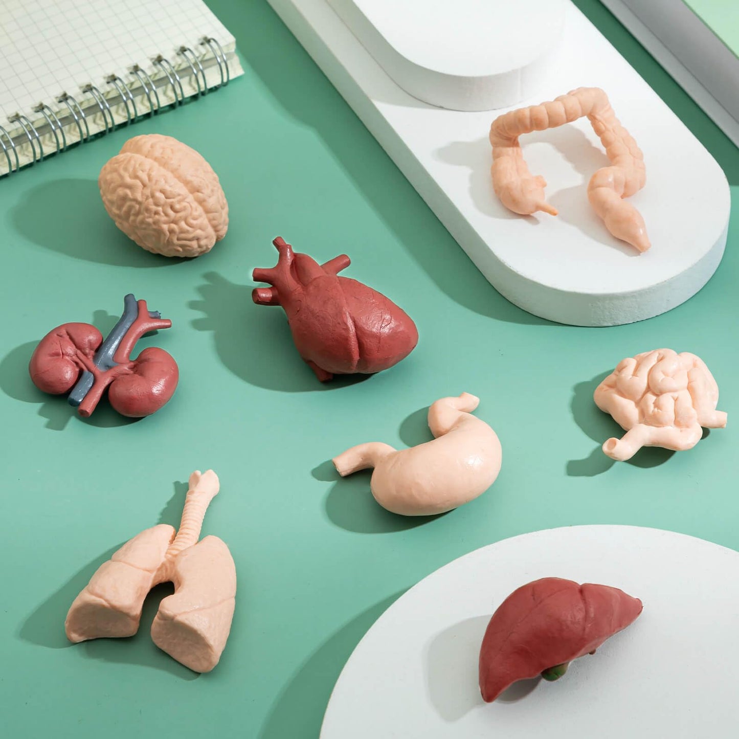 Mini Human Body Model For Kids, 8Pcs Body Parts Sets Anatomy Toys, 3D Anatomy And Physiology Study Tools For Students Class Lear
