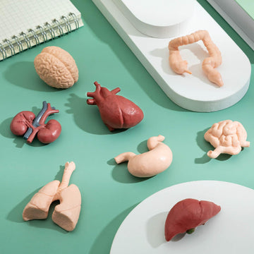 Mini Human Body Model For Kids, 8Pcs Body Parts Sets Anatomy Toys, 3D Anatomy And Physiology Study Tools For Students Class Lear