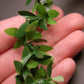 Aorvoras Mini Leaf Garland - 11ft Green Plastic Ivy Vine for Dollhouse, Weddings & Decor, Model CY-116-HH