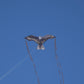 X Kites Birdsofprey® Eagle Nylon Bird Kite, 49 Inches Wide
