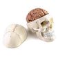 Qwork Human Skull And Brain Anatomy Model, 11 Parts, Life Size, Numbered, Anatomically Accurate, For Science Medical Teaching Learning