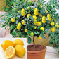 Dwarf Lemon Bonsai Tree Seeds, 20 Seeds ,Grow A Delicious Fruit Bearing Bonsai Tree - Ships From Iowa