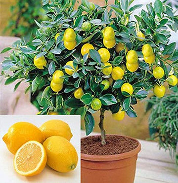 Dwarf Lemon Bonsai Tree Seeds, 20 Seeds ,Grow A Delicious Fruit Bearing Bonsai Tree - Ships From Iowa