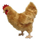 Adore 12'' Standing Buffy The Hen Chicken Plush Stuffed Animal Toy