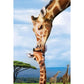 Eurographics Giraffes (Save Our Planet) 250-Piece Puzzle