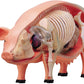 Tedco 4D 26102 Vision Pig Anatomy Model, One Color