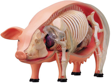 Tedco 4D 26102 Vision Pig Anatomy Model, One Color