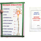 Neuron Structure Science Working Model And Project With Report Educational Electronic Hobby Kit