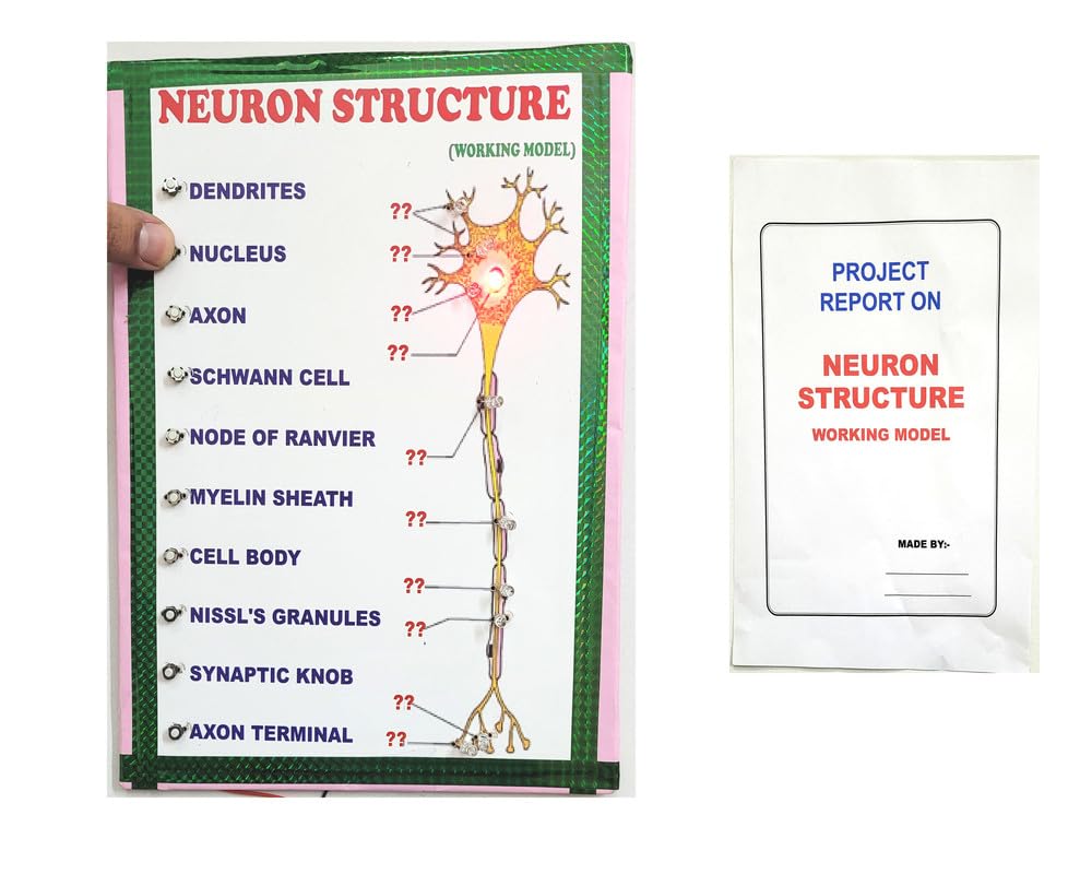 Neuron Structure Science Working Model And Project With Report Educational Electronic Hobby Kit