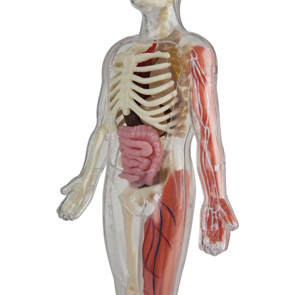 SmartLab Toys Human Body Model - 60 Pieces, 36 Removable Parts, 12" Size, Multi Color, Includes Illustrated Book & Glowing Eyeballs