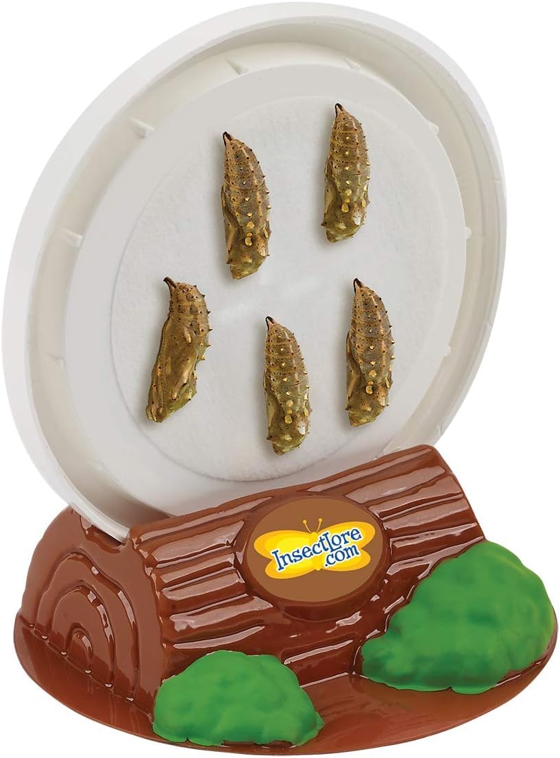 Insect Lore Butterfly Garden - 12 Live Caterpillar Habitat & STEM Education Kit - Green, Original Design