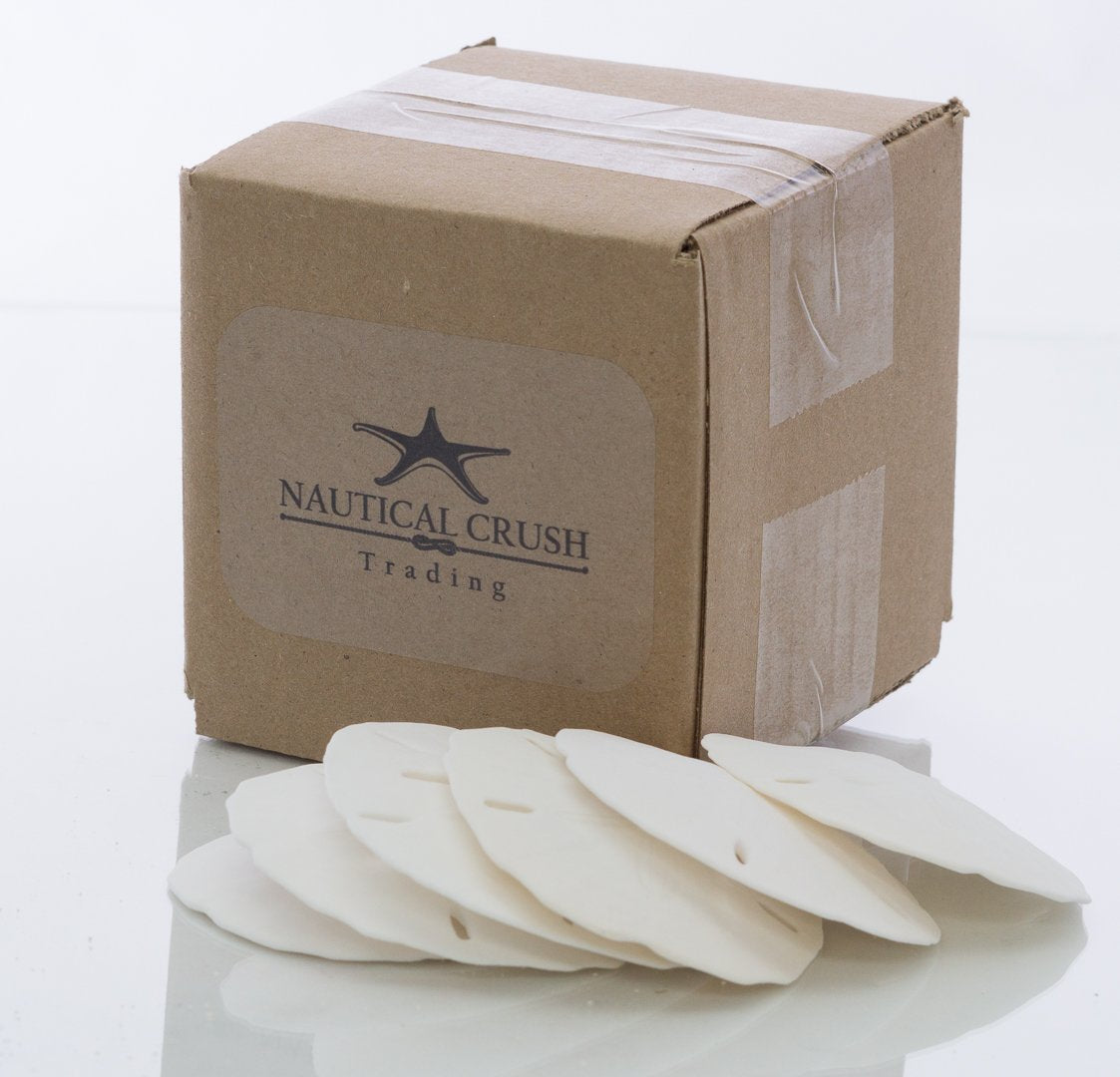 Nautical Crush Trading Sand Dollar | Real Sand Dollars 2 1/2 to 3 (Set of 6) | Sand Dollar Shells Plus Free Nautical eBook by Jo