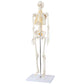 Axis Scientific Mini Human Skeleton Model With Metal Stand, 31'' Tall With Removable Arms And Legs, Easy To Assemble, Includes D