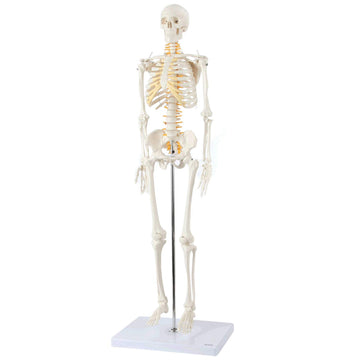 Axis Scientific Mini Human Skeleton Model, 31" Tall, Bone White, Metal Stand, Removable Arms & Legs, A-105168