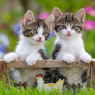 Ravensburger Cuddly Kittens 3 X 49 Piece Jigsaw Puzzle Set For Kids - 08046 - Every Piece Is Unique, Pieces Fit Together Perfect